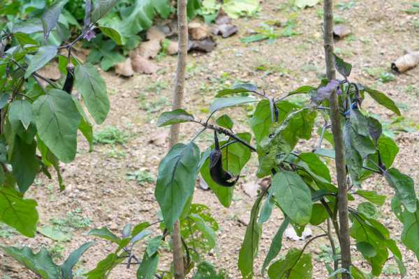 茄子育苗时间（茄子育苗需要多少天可以定植成活）