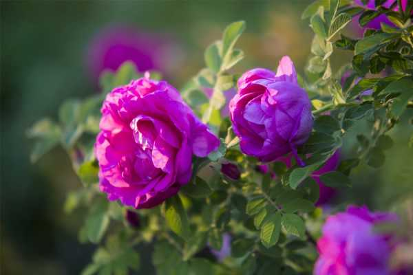 盆栽小玫瑰的养殖方法和注意事项（盆栽小玫瑰花怎么修剪）