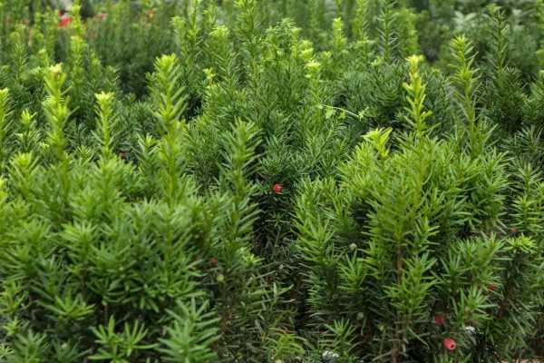 红豆杉的养殖方法和注意事项（红豆杉的养殖方法和注意事项 盆栽）