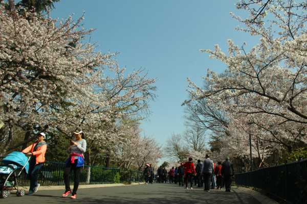 樱花的文化的地位（樱花对日本国民文化价值观的影响）