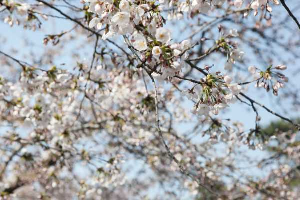 樱花的文化的地位（樱花对日本国民文化价值观的影响）