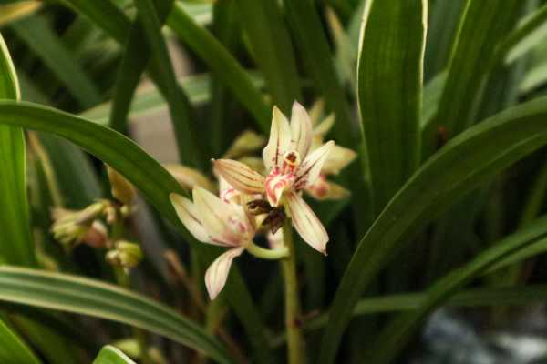 兰花几天浇一次水（新移植的兰花几天浇一次水）