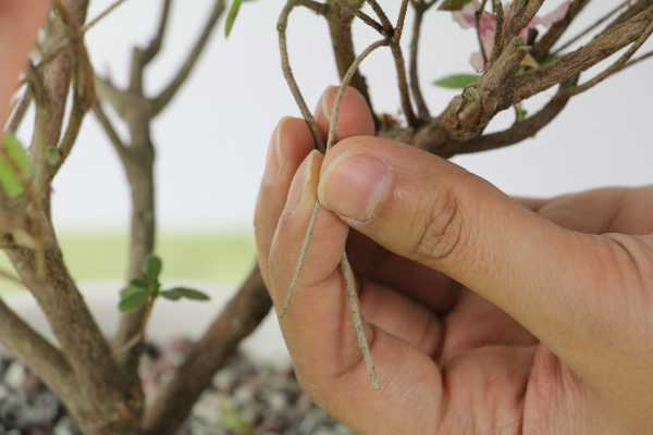 杜鹃花栽不活，杜鹃花要怎么种才能活（杜鹃花栽不活,杜鹃花要怎么种才能活呀）