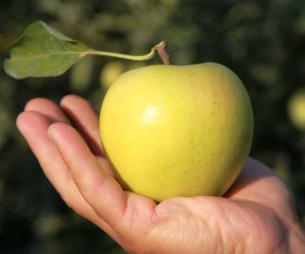 苹果用什么繁殖（苹果用什么繁殖?）