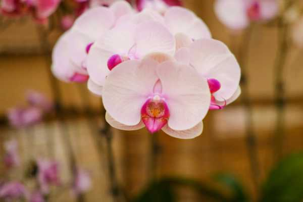 蝴蝶兰开完花怎么办（蝴蝶兰开完花如何处理）