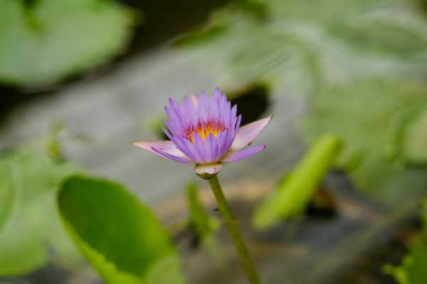 睡莲种植（睡莲种植时间）