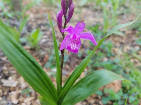 白芨种植（白芨种植的技术）