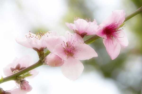 桃花的花语和传说（桃花的花语代表什么）