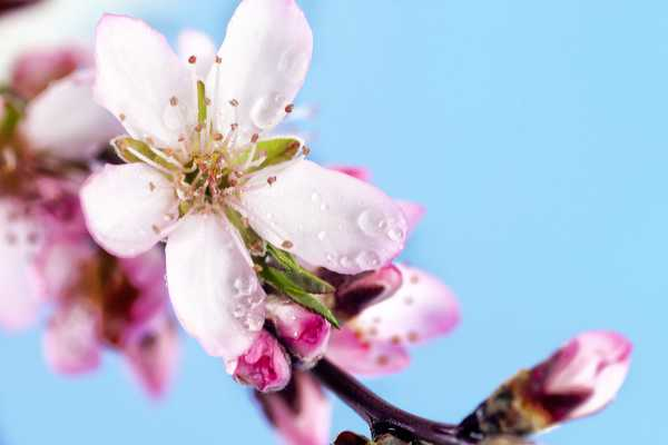 桃花的花语和传说（桃花的花语代表什么）