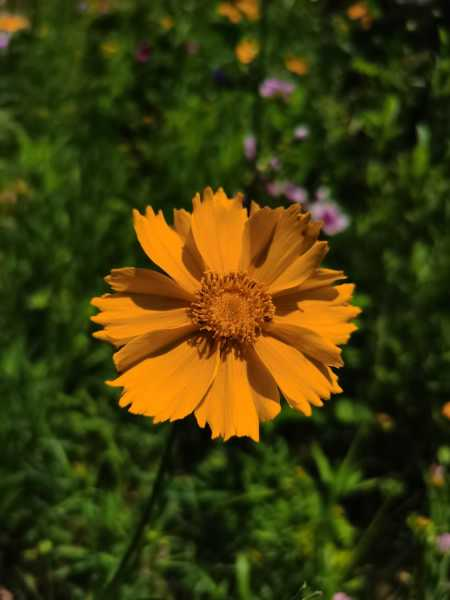 菊花怎样种植与管理（菊花种植技巧视频）