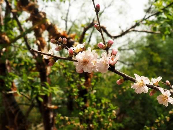 碧桃的花语和传说（碧桃树开花图片）