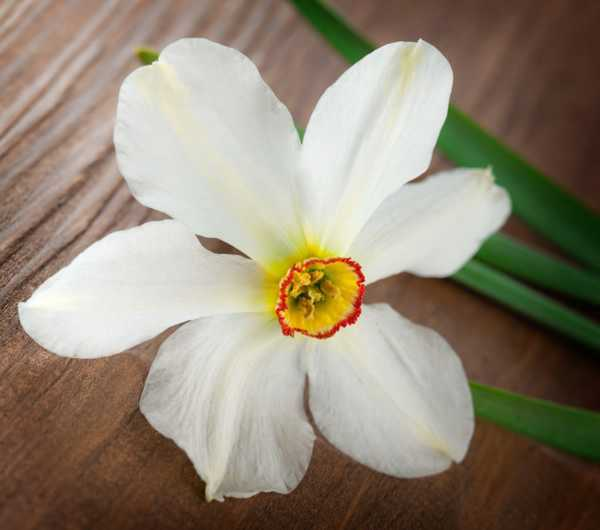 水仙花花语（紫水仙子）