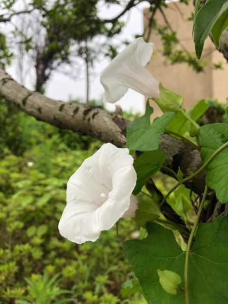 喇叭花什么时候开（喇叭花在什么时候开花?）