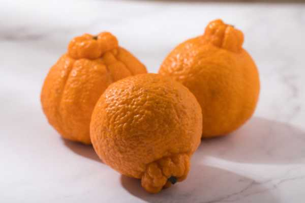 丑橘为什么叫丑橘，适合在什么地方栽种（丑橘为什么叫丑橘,适合在什么地方栽种植呢）