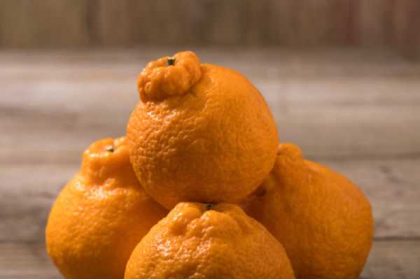 丑橘是不是转基因，是什么季节的水果（丑橘好不好）