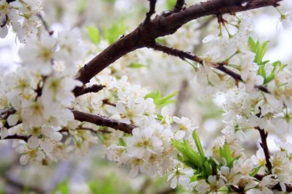 梅花生长在什么地方（梅花生长环境条件有哪些）