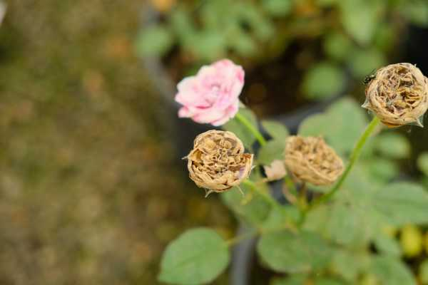 月季花是什么颜色（月季花有几种颜色）