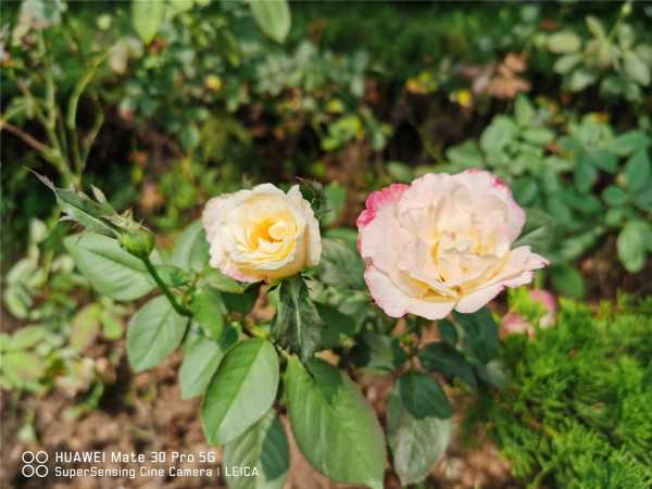 月季花是什么颜色（月季花有几种颜色）