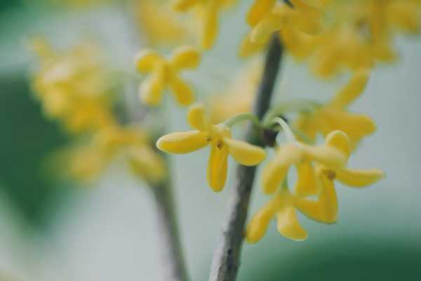 桂花的花语和文化象征（桂花的花语是什么,象征着什么）