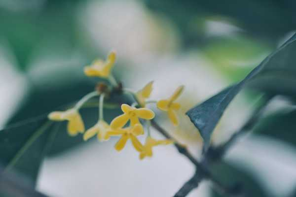 桂花的花语和文化象征（桂花的花语是什么,象征着什么）