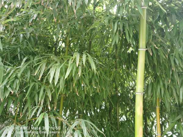 夏威夷竹子怎么修剪（夏威夷竹子怎么修剪视频）