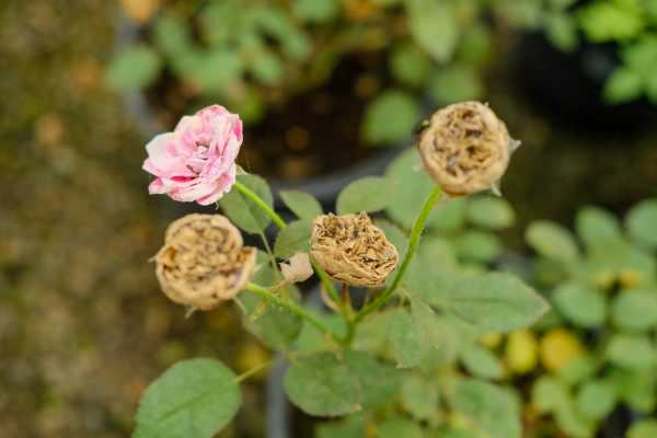 月季花是什么季节开的（月季花是什么时候盛开的）