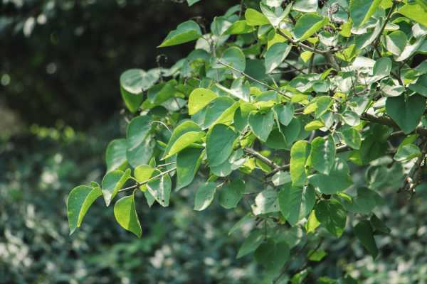 丁香树苗怎么栽（丁香花树怎么栽种）