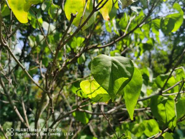 丁香树苗怎么栽（丁香花树怎么栽种）