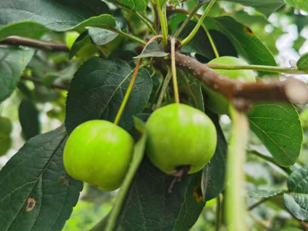 木瓜海棠的养殖方法和注意事项（木瓜海棠盆栽图片）