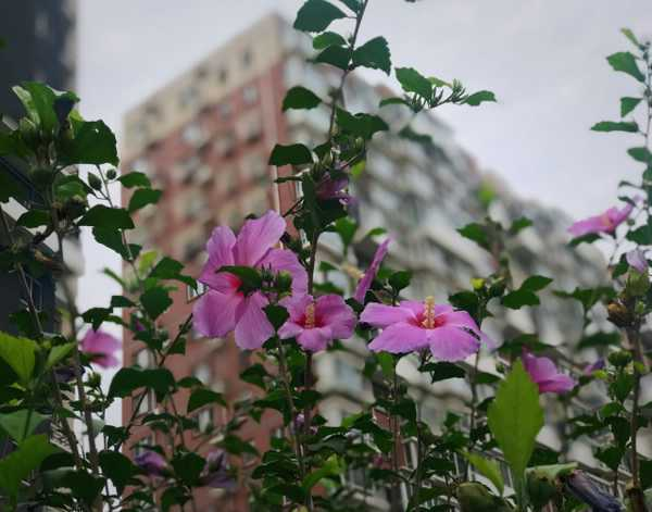 木槿的地位之国花（木槿花是哪国的花）