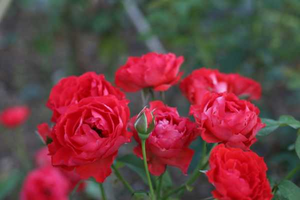 月季花花语大全（月季花的花语和寓意）