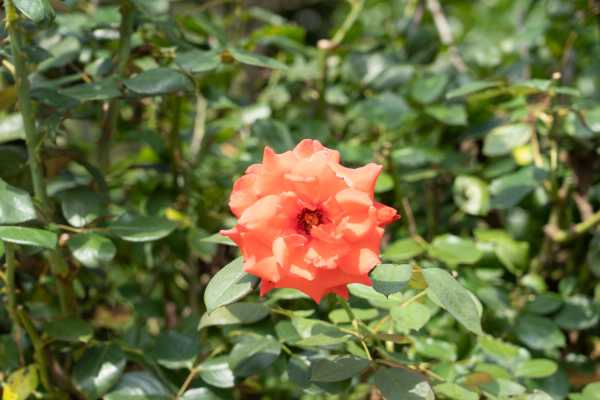 月季花花语大全（月季花的花语和寓意）