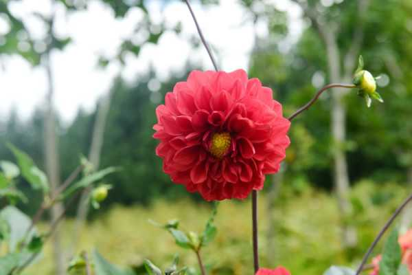 大丽花有哪些花语（大丽花代表什么）