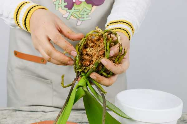 蝴蝶兰什么时候长花剑（蝴蝶兰一般什么时候长花剑）