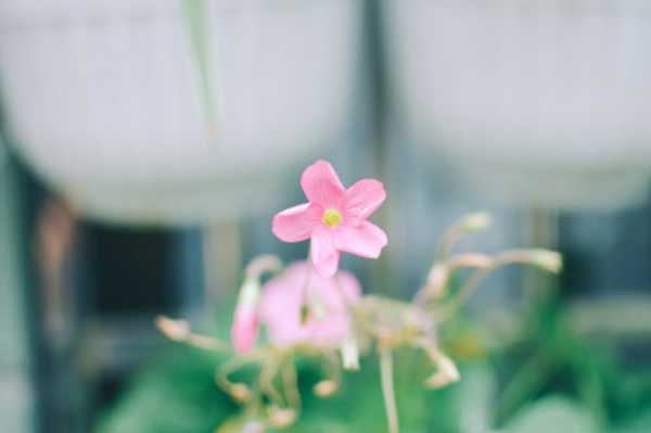 醡浆草花语大全（醡浆草花卉）