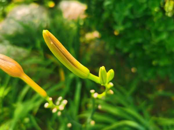 萱草花语（萱草花语录）