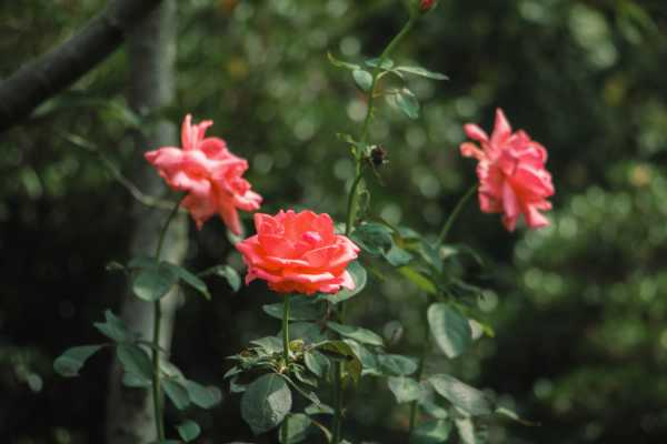 月季花的种子可以种吗（月季花种子能发芽吗）