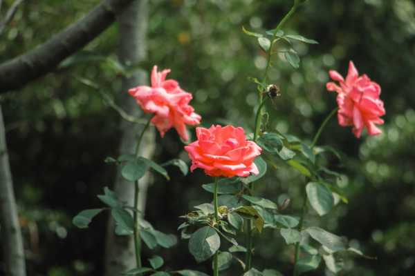 月季花是春天开的吗（月季花是春天开吗?）