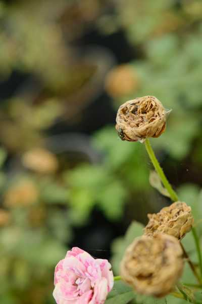 月季花如何追肥（月季花该怎么施肥）