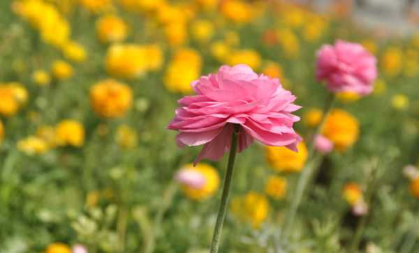 花毛茛的花语（花毛茛寓意）