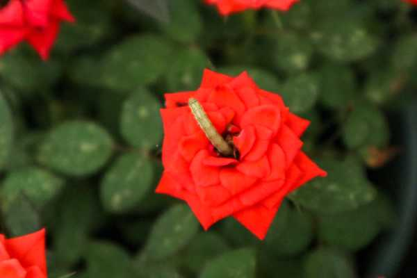 月季芽接步骤（月季芽接注意哪些）