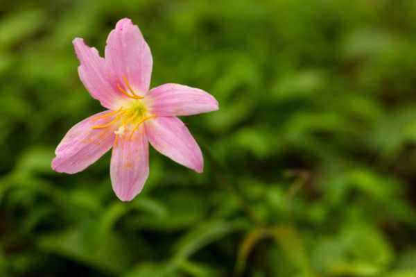 韭菜莲有毒吗（韭菜莲有毒吗能吃吗）